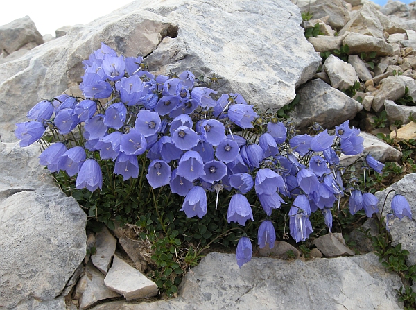 Campanula cochleariifolia
